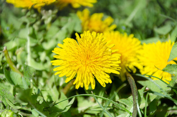 Large dandelion in the meadow on a spring sunny day.