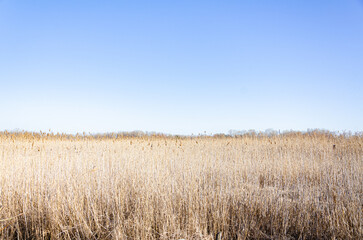 Unique landscape, sky, and reeds, in a minimalist style.