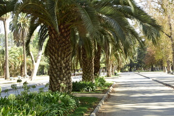 Palm trees in the city park. Santiago, Chile
