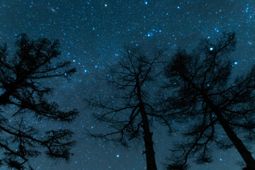 Fototapeta na wymiar stars and tree