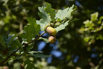 Acorns on the branches of oaks in Santiago Park. Chile