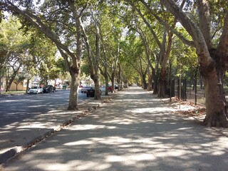 Fototapeta na wymiar Sidewalk with trees along the roadway. Santiago Chile.