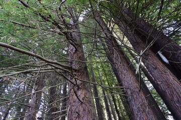 Big pine trees in the park on the hill. Puerto Varas, Chile.