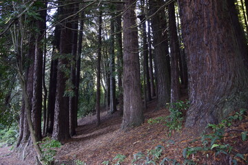 Fototapeta premium Big pine trees in the park on the hill. Puerto Varas, Chile.