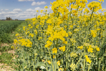 Close up of rapeseed yellow flowers on the farmland. Spring sunny day. Plant for green energy.