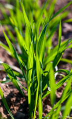 young wheat growing on the territory of an agricultural field