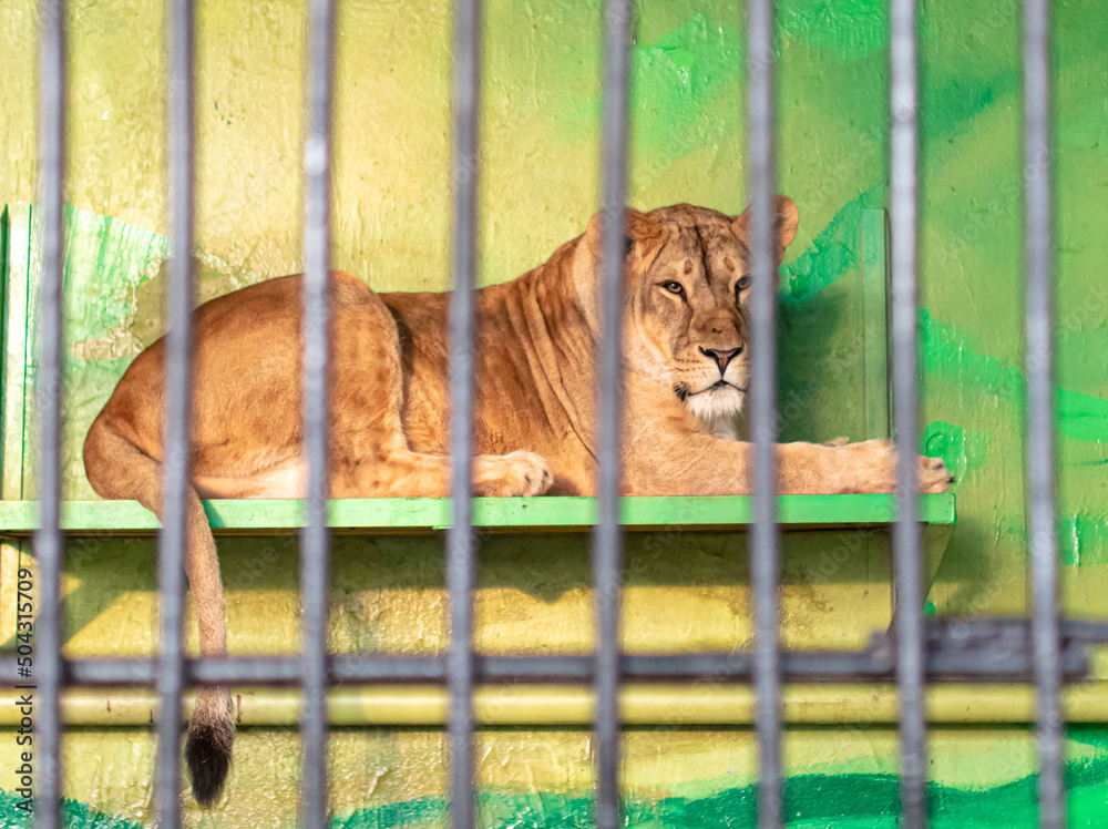 Sticker portrait of a lioness behind a fence