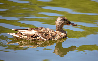 Portrait of a duck in a pond.