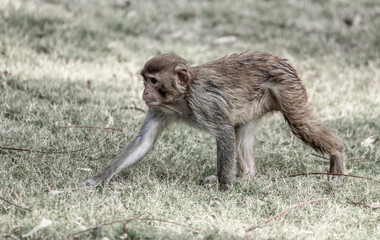 Monkey runs on the grass in the park
