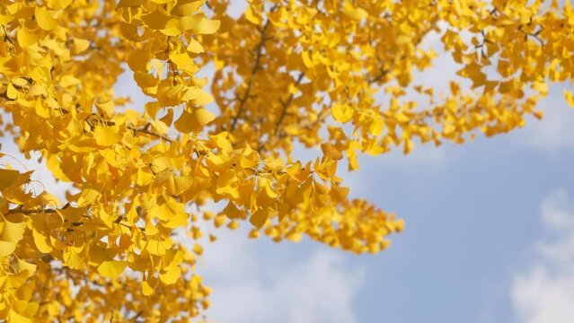 Beautiful yellow ginkgo leaves swaying in wind, blue sky. Fall, autumn landscape
