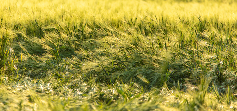 Green ears of wheat at sunset.
