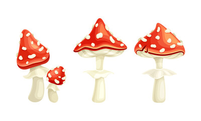 Fly Agaric or Fly Amanita White-spotted Mushroom with Red Cap Vector Set