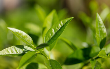 Green leaves on an ornamental tree on a plant.