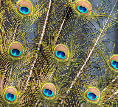 Multicolored peacock feathers as a background.