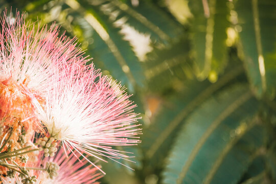 Pink flower of Lankaran acacia albizia. Albizia julibrissin on green background. Close up. Copy space. Flower backdrop.