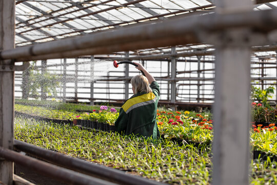 A woman waters plants in a greenhouse with a hose.