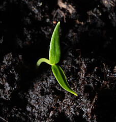 A small sprout of bell pepper sprouts in the ground.