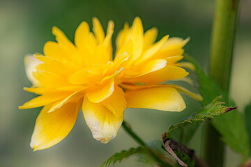 yellow flower with dew drops