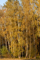 foliage of trees in the park in the autumn season