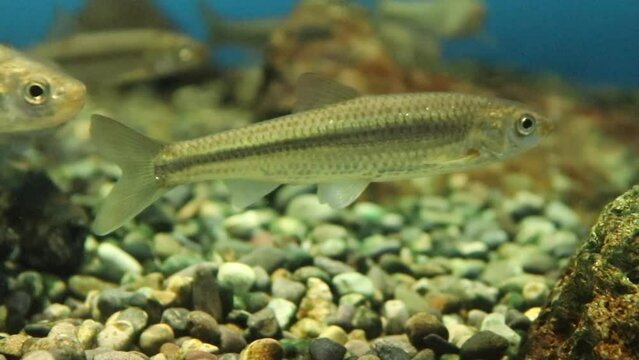 moroko japanese river fish（モロコ 川魚 淡水魚）
