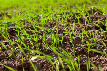 young wheat growing on the territory of an agricultural field