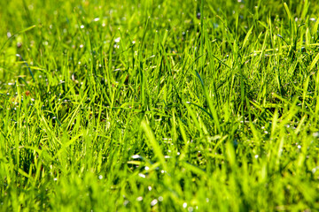 part of the field where green grass grows