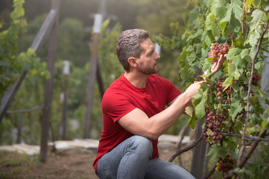Gardener on summer grapes harvest. Vinedresser cutting grapes bunch. male vineyard owner. Man harvester cutting grapes from vine.