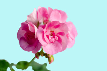 Pink flower of geranium, pelargonium on blue background