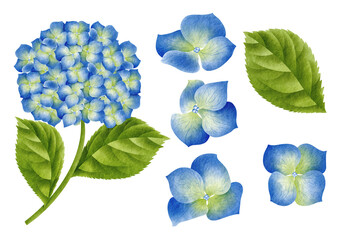 Watercolor hydrangea set