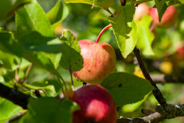 ripening apples on the branches of trees in the summer
