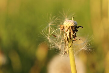  flower.flower, nature, dandelion, plant, insect, caterpillar, macro, summer, seed, spring, seeds, grass, garden, white, flora, hairy, fly, field, closeup, animal