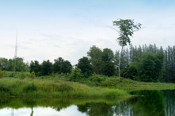 Obraz premium Landscape of a river with a shore is covered with lush green grass. Reflection of the forest on the water surface. Decorated with tall trees in the back under blue sky and white clouds for background.