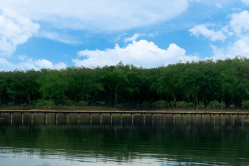 Landscape of a river with a long wooden bridge. Reflection of the forest on the water surface. Green forest under blue sky and white clouds for background.