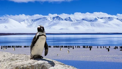 Deurstickers pinguïn in poolgebieden © Isibor