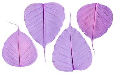 Dry pressed purple leaf isolated on white background, leaves set