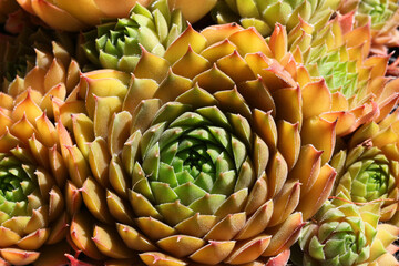 Beautiful yellow Sempervivum plant - houseleek rosettes, colourful and bright in the sunshine...