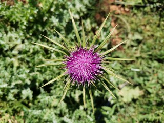 thistle in bloom