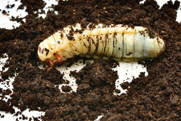 ヘラクレスオオカブト
