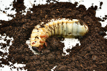 ヘラクレスオオカブト
