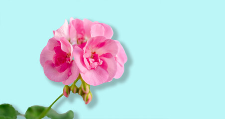 Naklejka na ściany i meble Pink flower of geranium, pelargonium on blue background