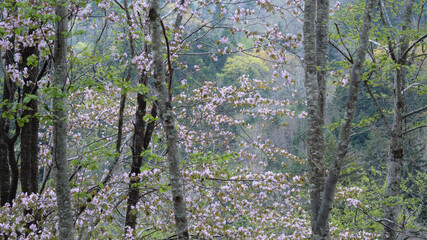 エゾヤマザクラと新緑（北海道恵庭市・恵庭渓谷）/ North Japanese hill cherry...