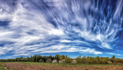 Fototapeta na wymiar plume clouds are flying in the blue sky
