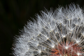 Obraz premium close up of dandelion flower head against black