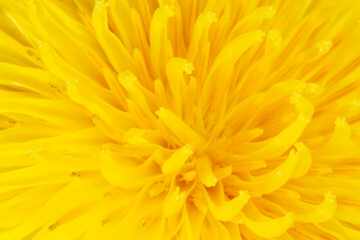 close up of yellow dandelion flower