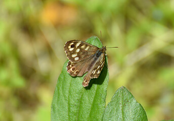 Brown meadow butterfly on a green leaf.