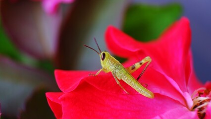 grasshopper on red rose flower. close up photo