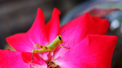 grasshopper on red rose flower. close up photo