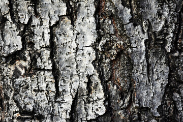 The bark is dry and naturally cracked for the background.