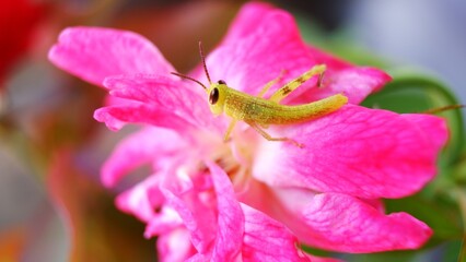 grasshopper on pink rose flower. close up photo