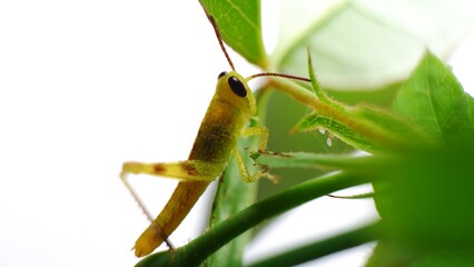 grasshopper on green leaf. close up photo